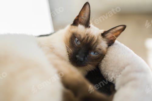 Preview: Portrait of elegant beige Siamese cat lying with blue eyes. Pet sits comfortably. Sleek well-groomed