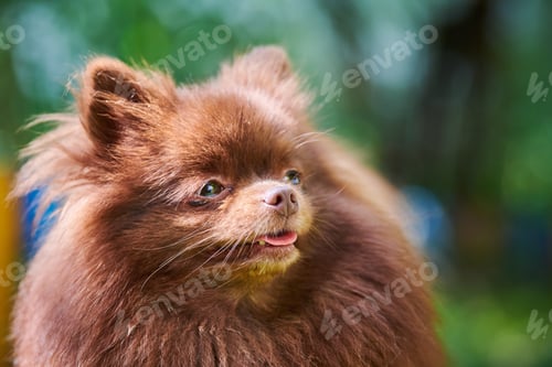 Preview: Pomeranian Spitz dog in garden, close up face portrait