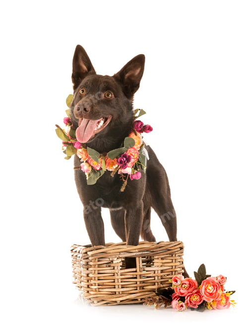 Preview: Australian Kelpie in studio