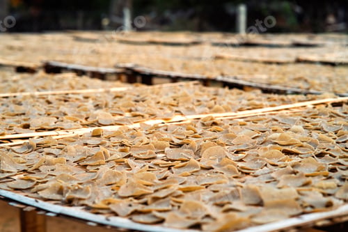 Preview: Close-up of drying fish crackers. industry. K