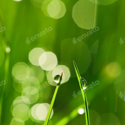 Preview: Morning grass
