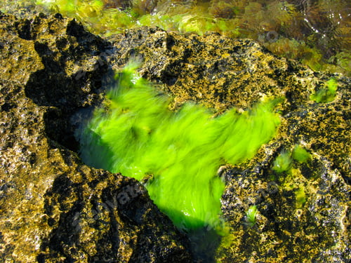 Preview: Green algae