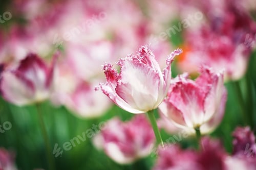 Preview: Scenic view of tulip flowers growing in a garden in spring