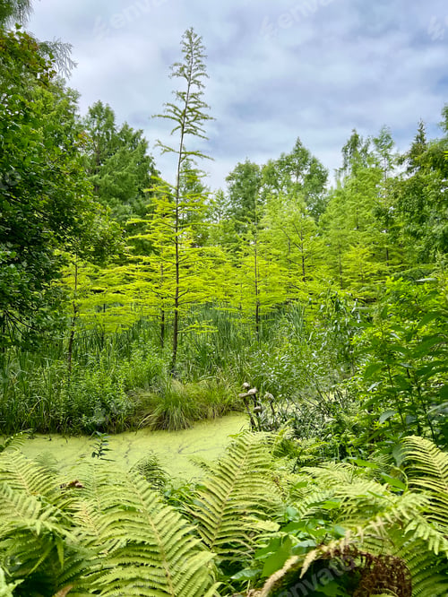 Preview: The surface of the pond covered with duckweed and lily pads.