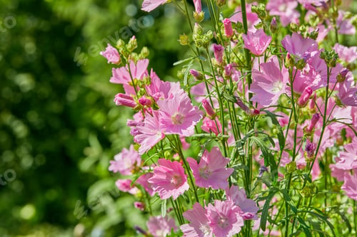 Preview: My garden