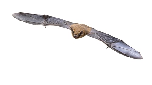 Preview: Flying Pipistrelle bat isolated on white background