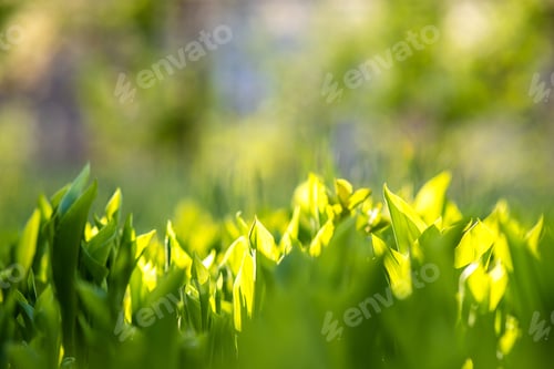 Preview: Closeup of green grass stems on summer lawn