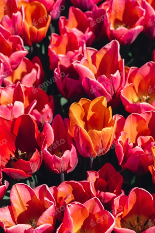 Preview: Pink Tulip flowers blooming in the garden field landscape. Beautiful spring garden with many red