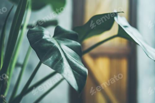 Preview: green leaf of tropical forest plant living in nature garden, exotic jungle foliage