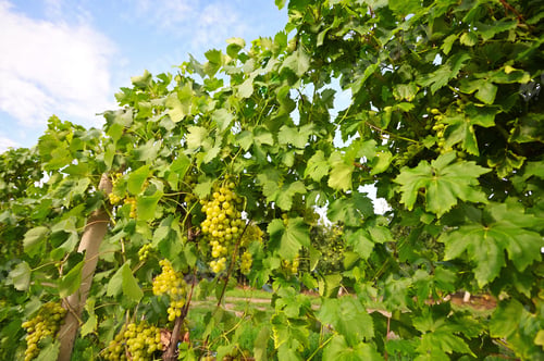 Preview: there are a lot of grape bushes against the background of the sky and sunlight.