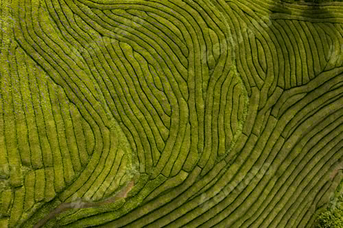 Preview: Drone view of well groomed tea fields on sunny day in Azores