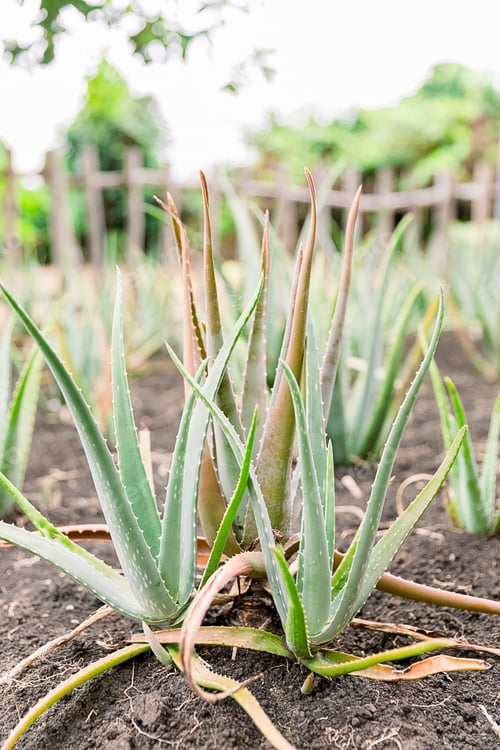 Preview: Aloe vera plant