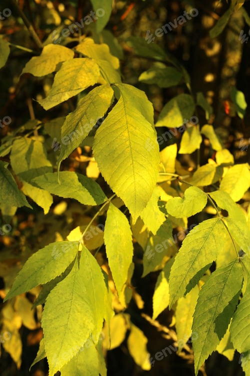 Preview: Beautiful yellow autumn branch
