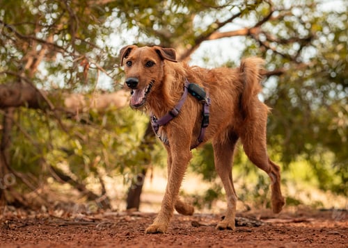 Preview: Brown dog running on a dusty road with mouth wide open