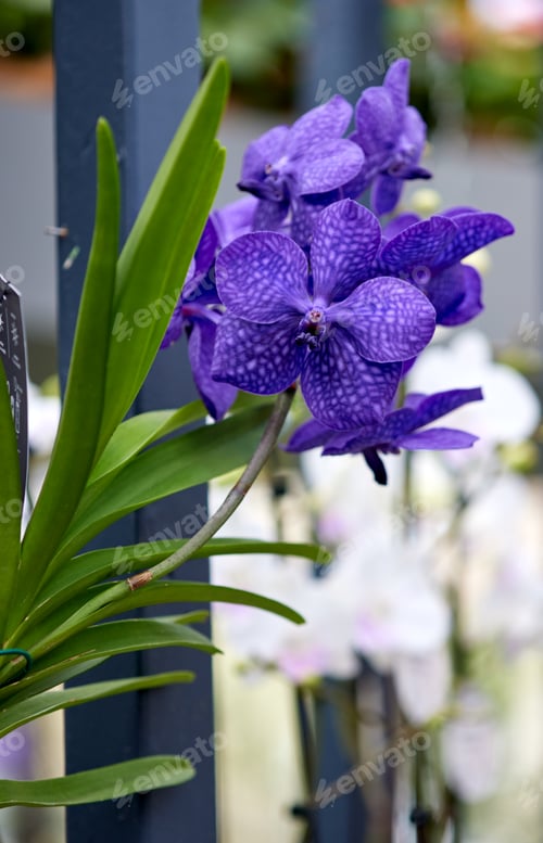 Preview: Bouquet of beautiful purple orchids