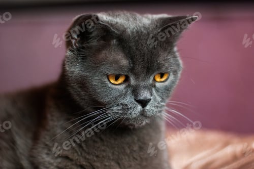 Preview: a gray cat of British or Scottish breed lies on the bed