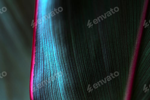 Preview: Abstract blue Ti or Cordyline leaves texture pattern macro photography
