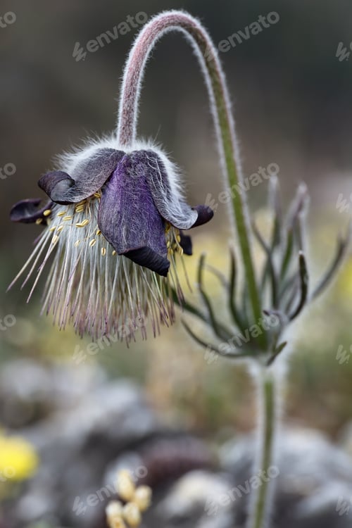 Preview: Detail of the flowering pasque flower