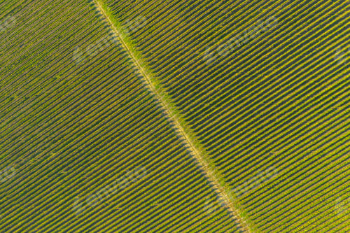 Preview: Vineyard drone shot, aerial view from above