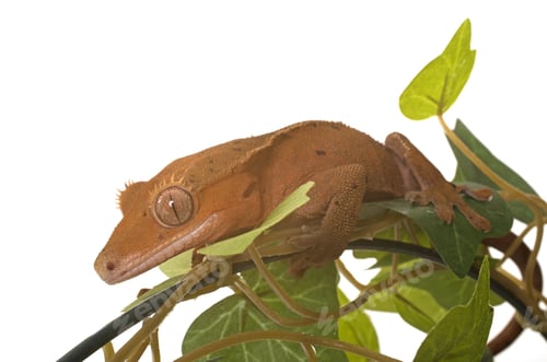 Preview: Crested gecko in studio