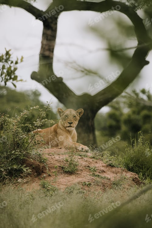 Preview: Lion in the Kruger National safari park in South Africa