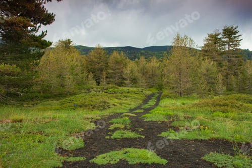 Preview: Recovery of vegetation, Etna National Park Sicily, Italy