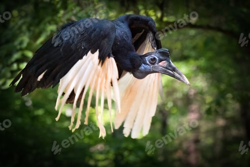 Preview: Abyssinian ground hornbill