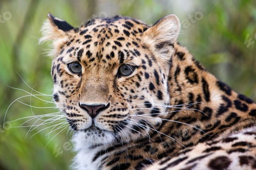 Preview: a big leopard staring towards the distance with trees in background