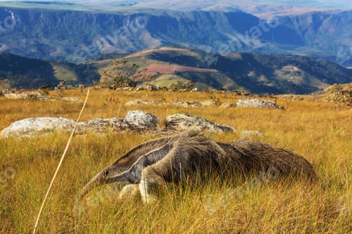 Preview: Anteater