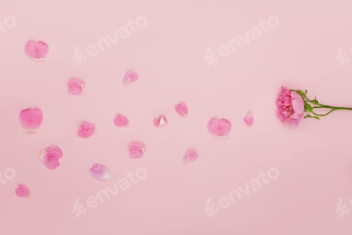 Preview: Hand with pink flowers and petals lying on a paper background. Cosmetics for hand skin care