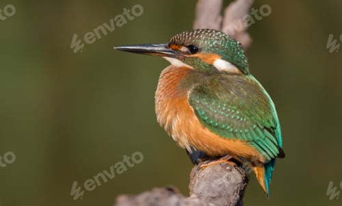 Preview: Common kingfisher, Alcedo atthis. The young bird sitting on a branch above the water