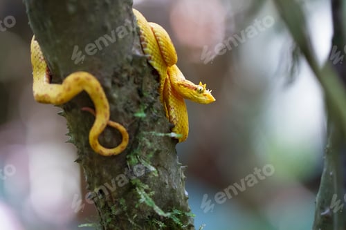 Preview: Eyelash Viper Clinging to a Tree in Costa Rica