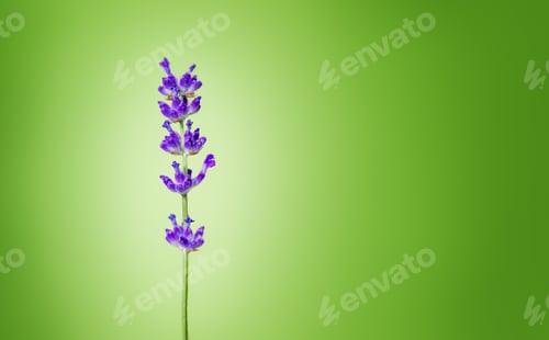 Preview: Lavender flowers on a green background