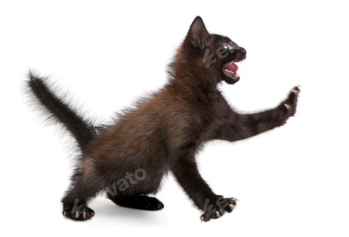 Preview: Frightened black kitten standing in front of white background