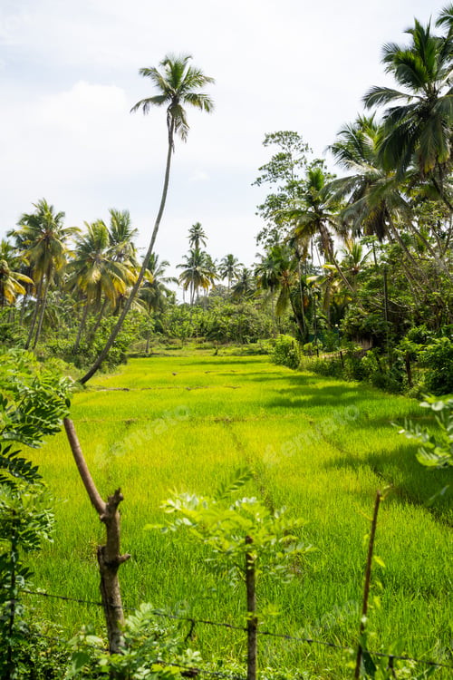 Preview: Green Lush Rice fields in the countryside of Sri Lanka