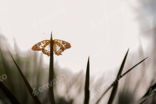 Preview: Close-up of a white peacock butterfly(Anartia jatrophae) perched plant leaf