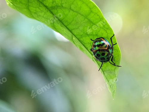 Preview: Jewel bugs or metallic shield bug