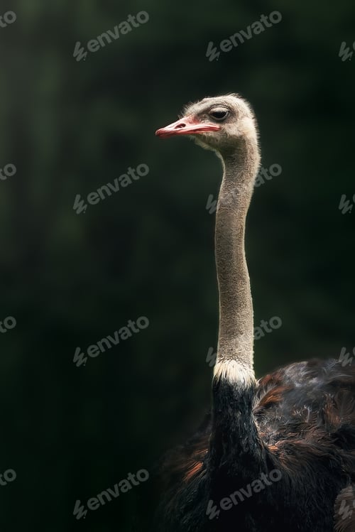 Preview: Ostrich Head and Neck (struthio camelus)