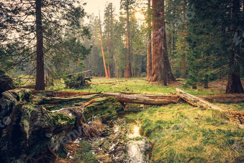 Preview: Twilight On The Giant Forest Meadow, Sequoia National Park, California