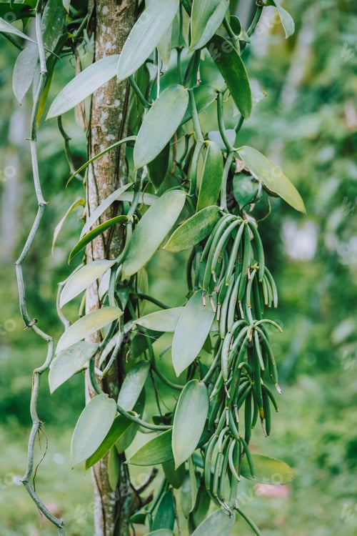 Preview: Vanilla planifolia. Close up of bean pods on agriculture tropical climate plantation
