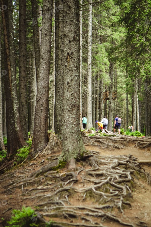Preview: Tourists in the middle of the trees