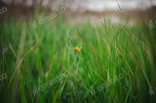 Preview: Small yellow wildflower growing among tall grasses near a serene lake.