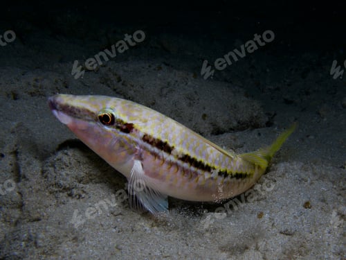 Preview: Goat fish at night