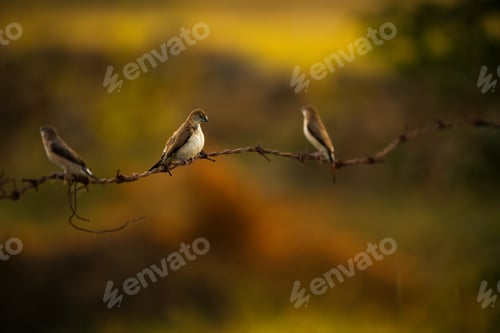 Preview: Indian silverbill birds perched on wire with a blurred background