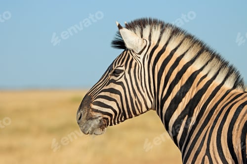 Preview: Plains zebra portrait - Etosha National Park