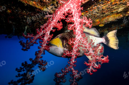 Preview: trigger fish getting super close