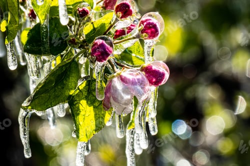 Preview: Closeup shot of frost irrigation on apple trees in South Tyrol, Italy