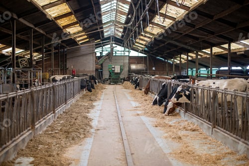 Vista previa: cow inside farmers place