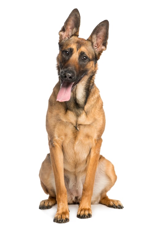 Preview: Belgian Shepherd Dog, 1 year old, sitting and sticking his tongue out, isolated on white