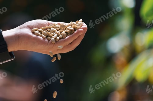 Preview: A person holding a handful of white coffee beans with a blurry background